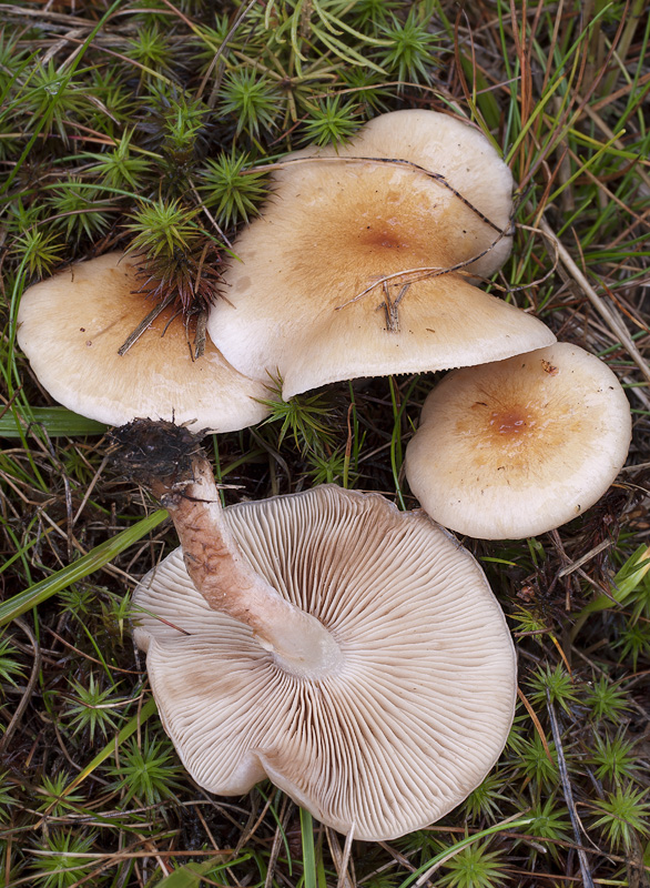 Pholiota mixta